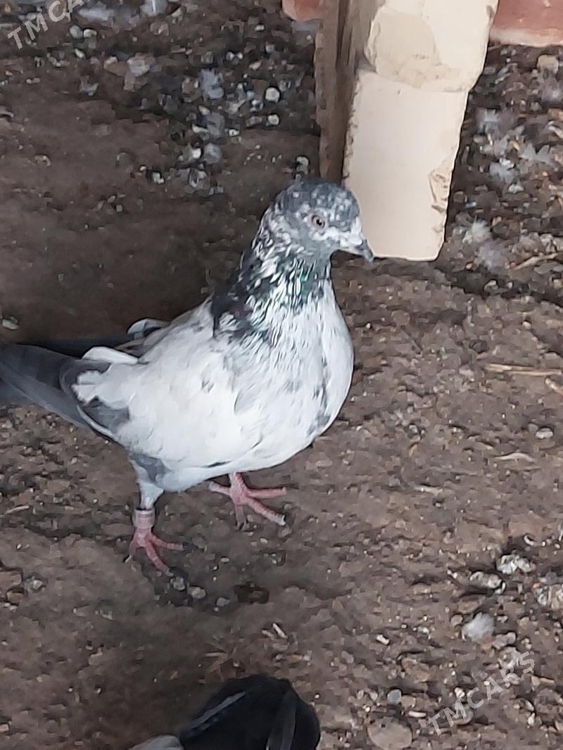 kepderi - Türkmenabat - img 4