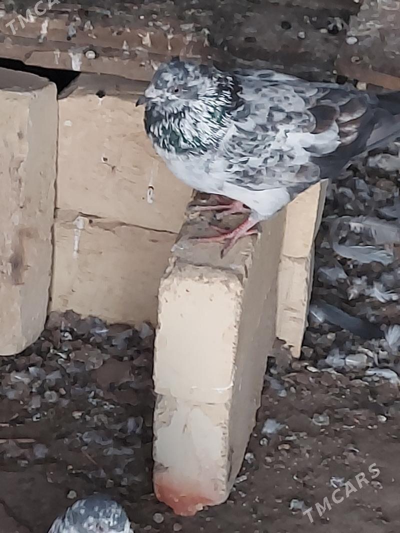 kepderi - Türkmenabat - img 1