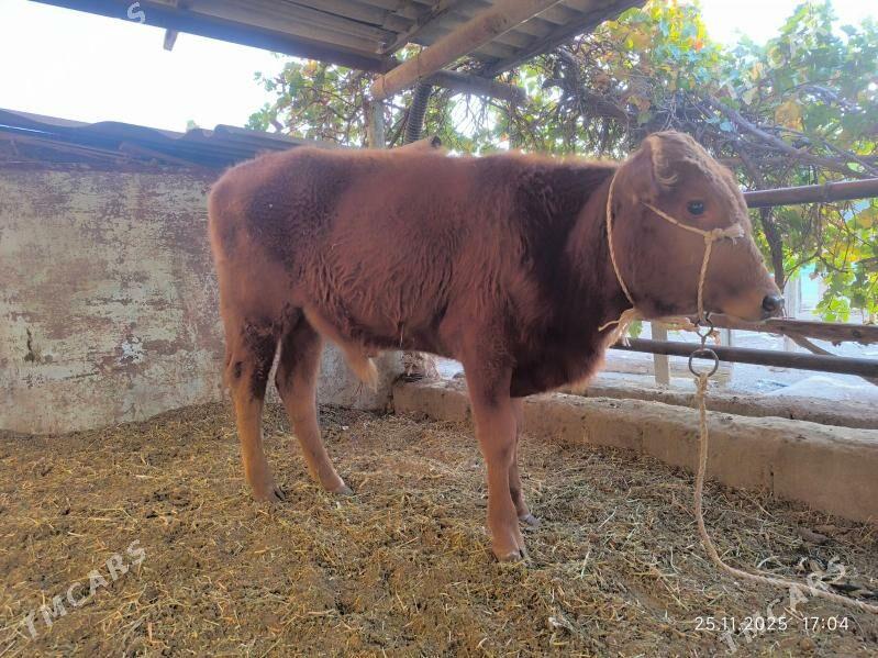 2 okuz - Çoganly - img 2