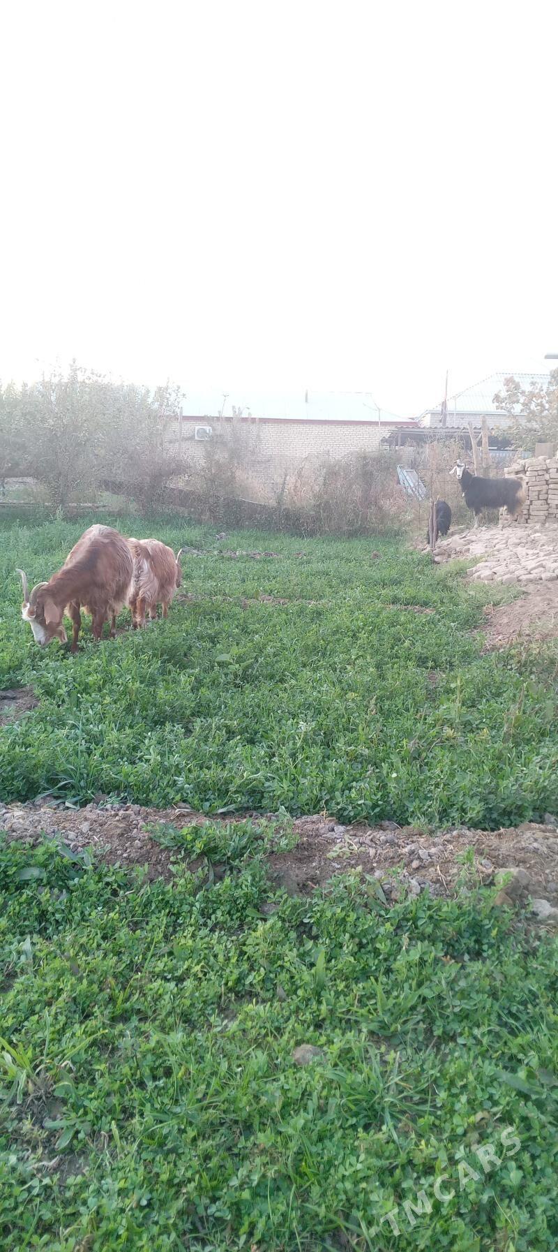 goÿun - Мургап - img 4