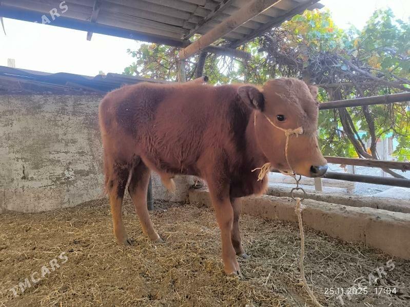 2 okuz - Çoganly - img 4