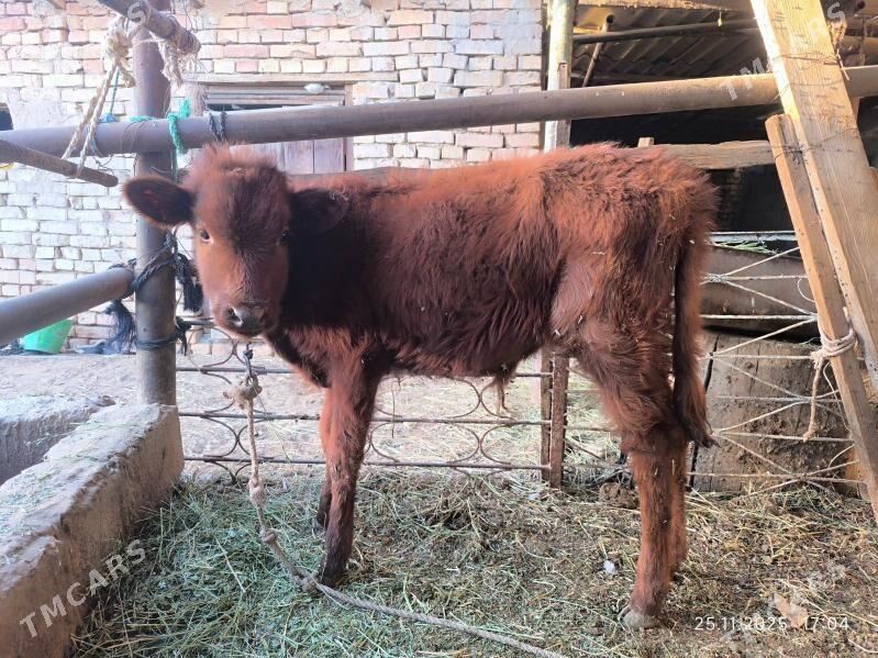 2 okuz - Çoganly - img 5