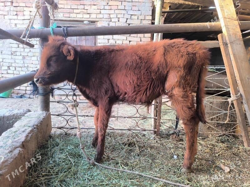 2 okuz - Çoganly - img 6