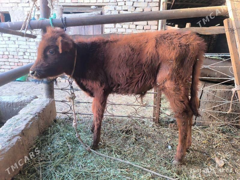 2 okuz - Çoganly - img 7