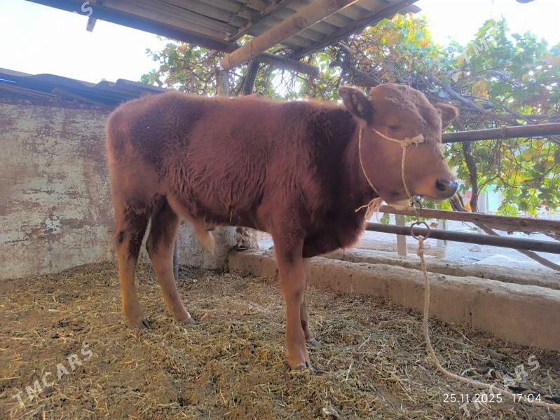 2 okuz - Çoganly - img 3