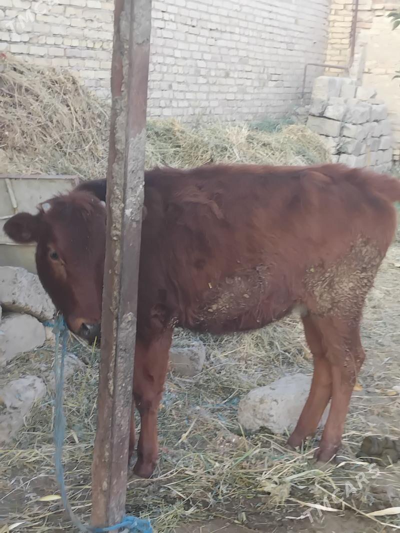 unajyn - Чарджоу - img 2