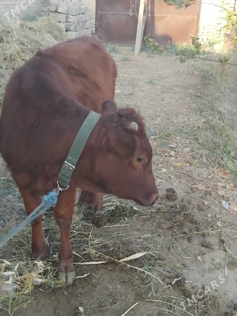 unajyn - Чарджоу - img 3