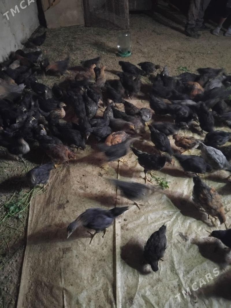 Juýje - Векильбазар - img 6