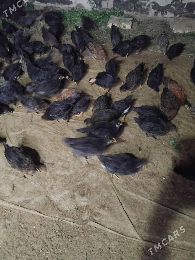 Juýje - Векильбазар - img 3