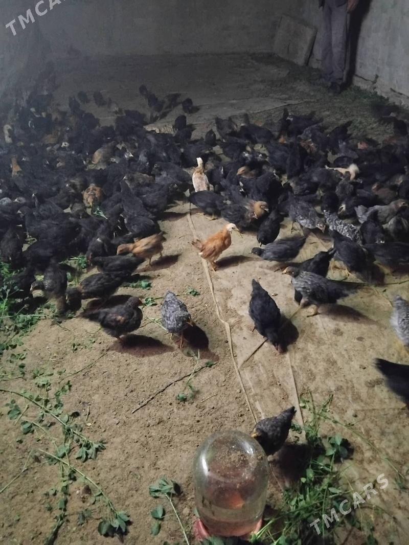 Juýje - Векильбазар - img 5