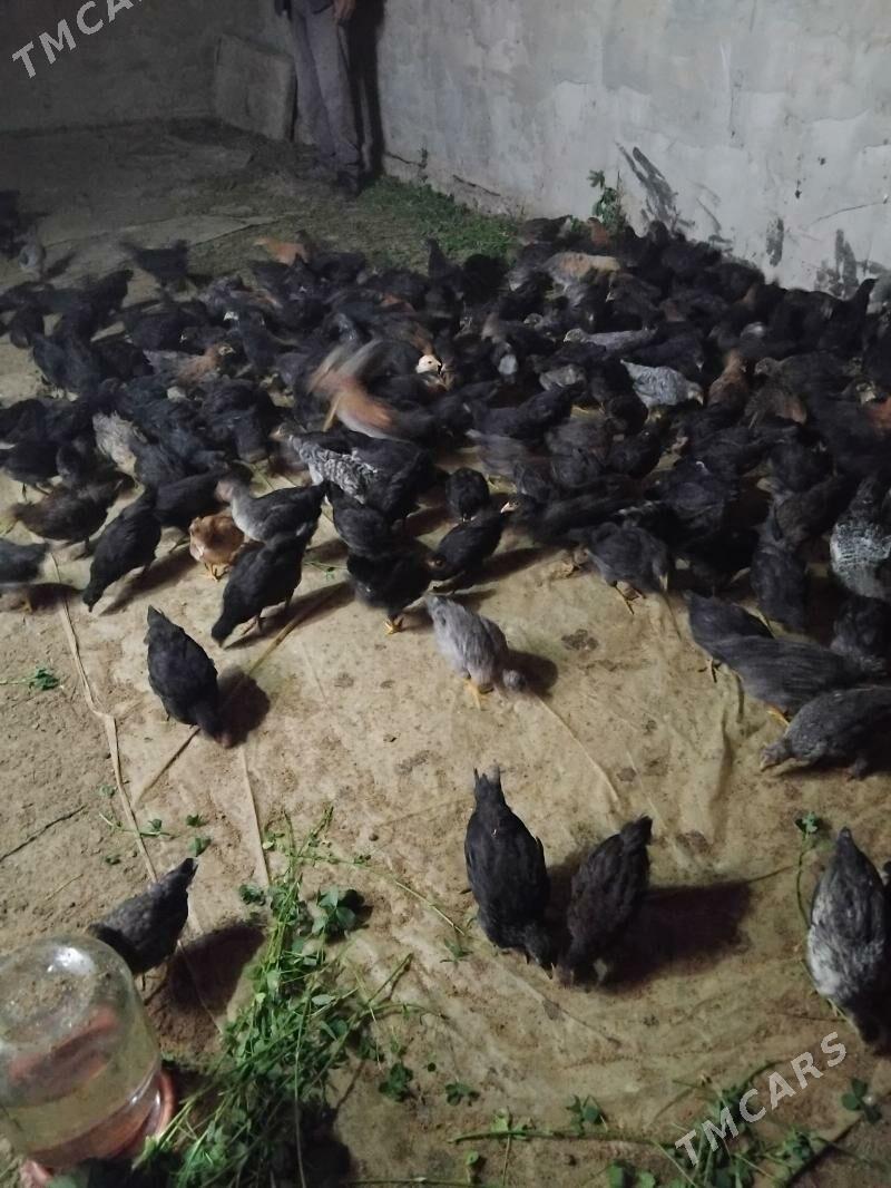 Juýje - Векильбазар - img 4