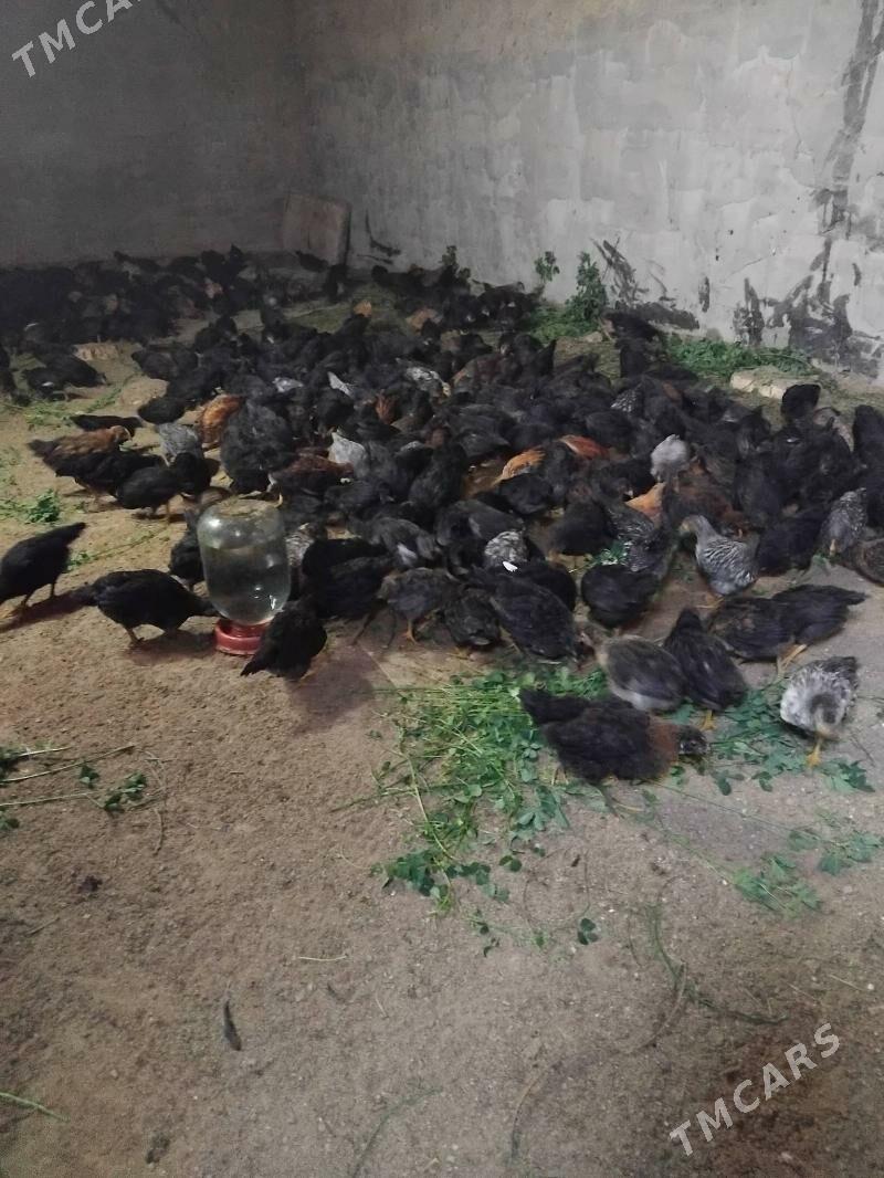 Juýje - Векильбазар - img 9