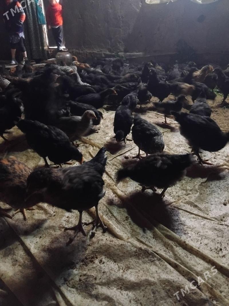 Juýje - Векильбазар - img 1