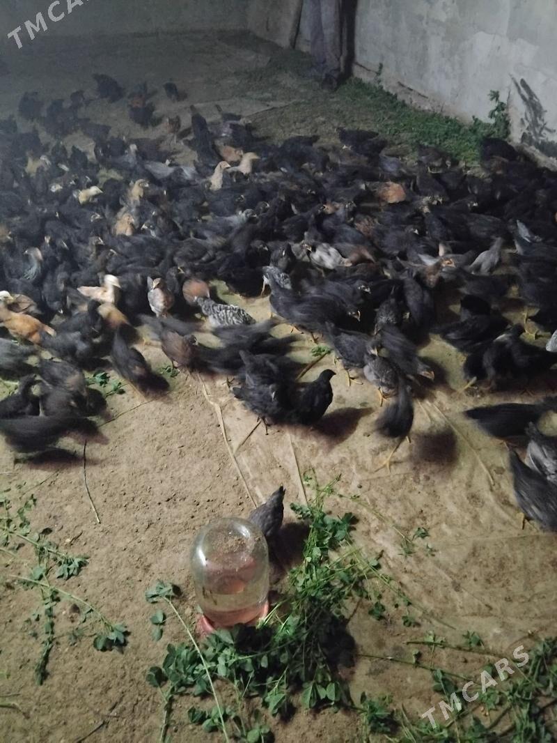 Juýje - Векильбазар - img 8