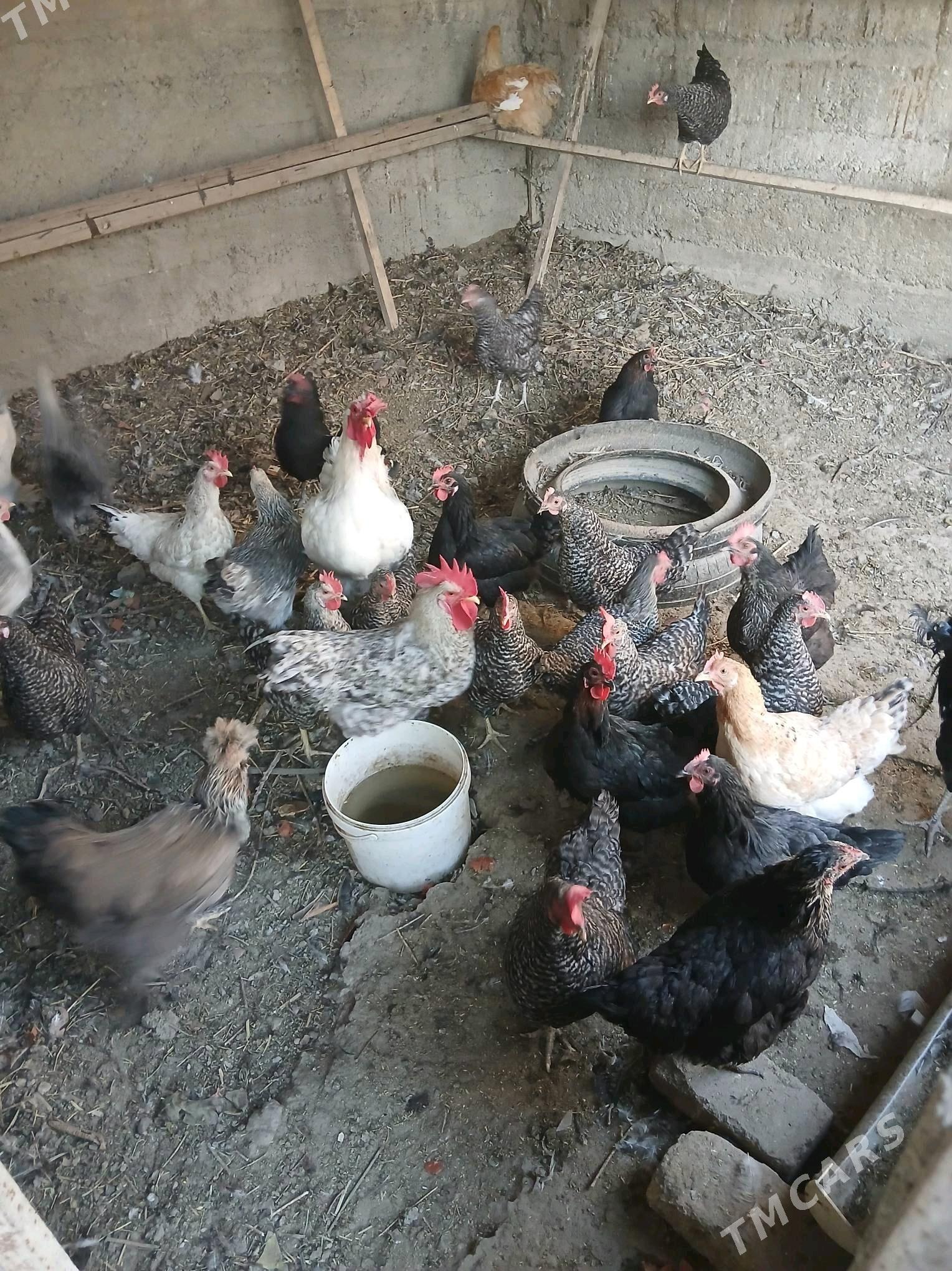 tuwulktowuk - Bagyr - img 2