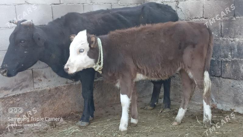 GOLELI SYGYR - Гёкдепе - img 2