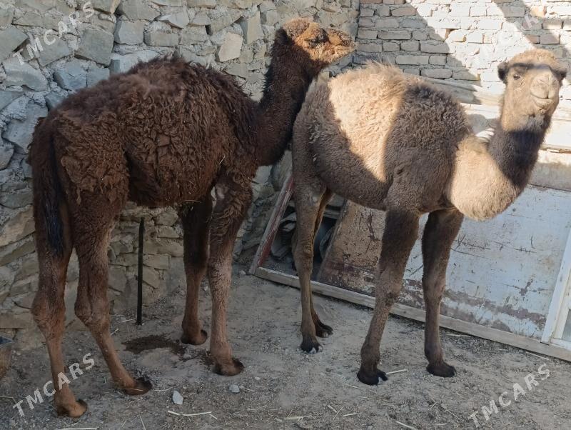 torym - Берекет - img 6