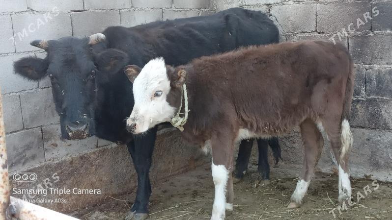 GOLELI SYGYR - Гёкдепе - img 4