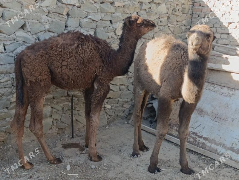 torym - Берекет - img 4