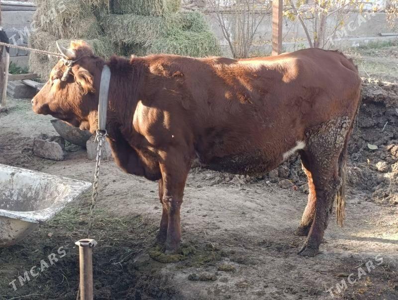 sygyr - Багир - img 3