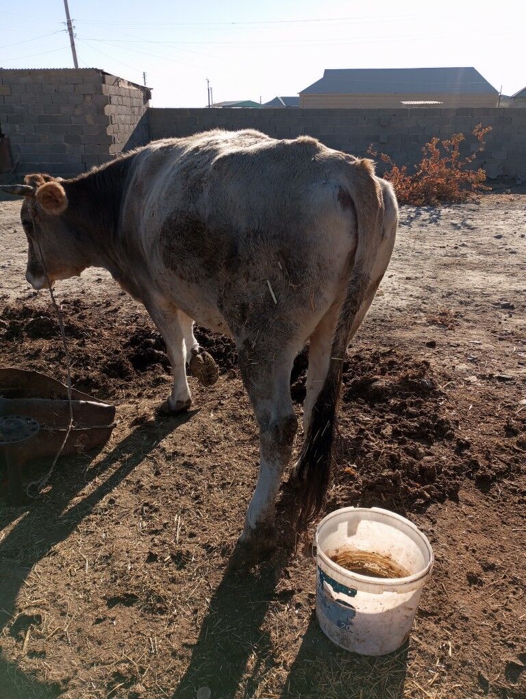 Sygyr - Bäherden - img 5