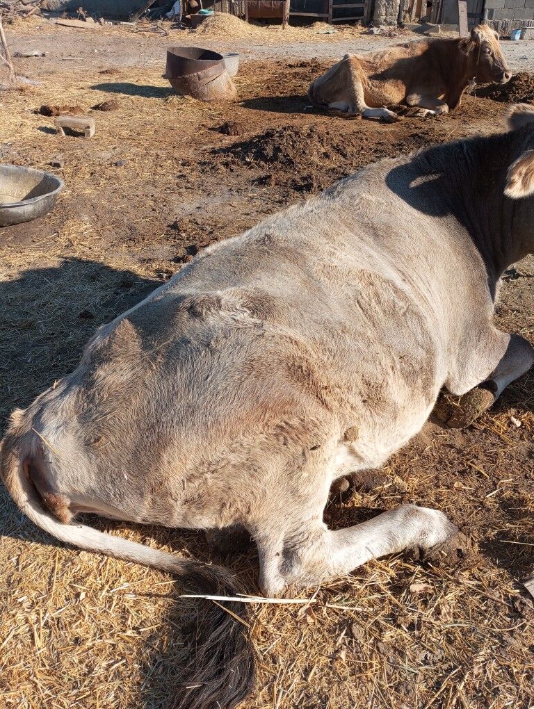 Sygyr - Bäherden - img 4