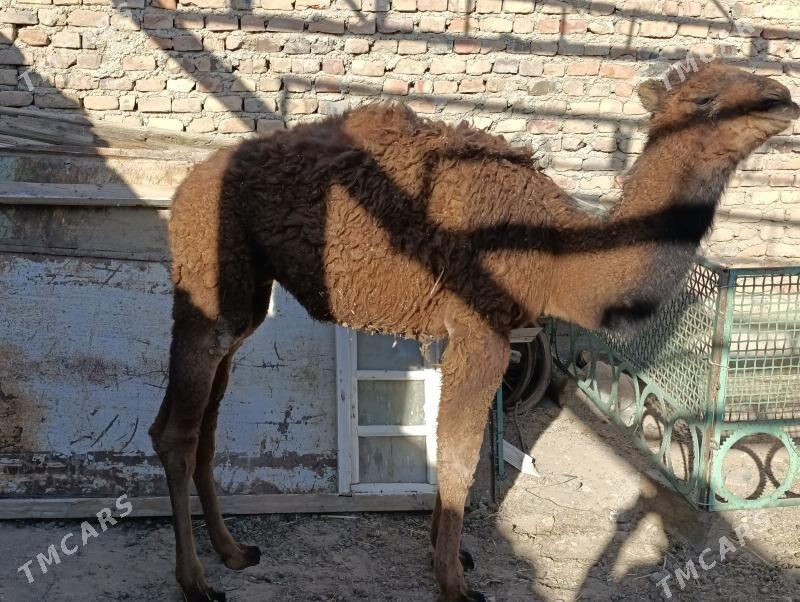 torym - Берекет - img 2