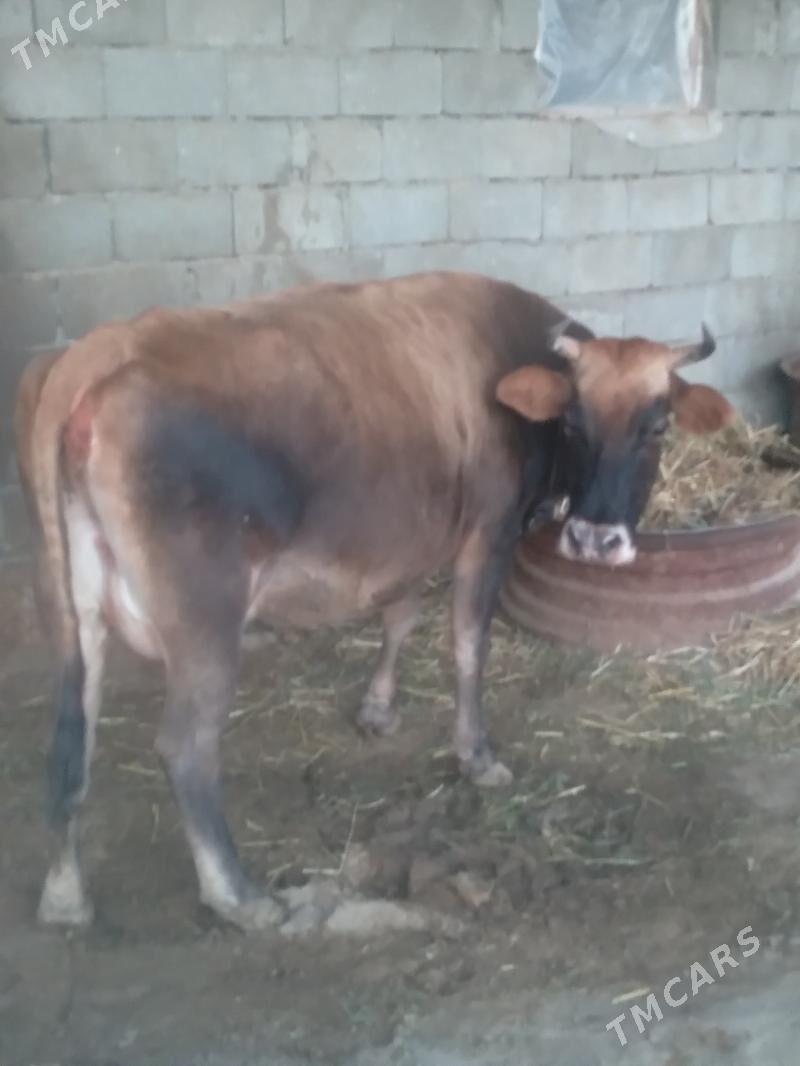 Sygyr Göleli - Gökdepe - img 1