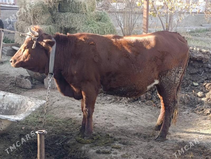 sygyr - Багир - img 1