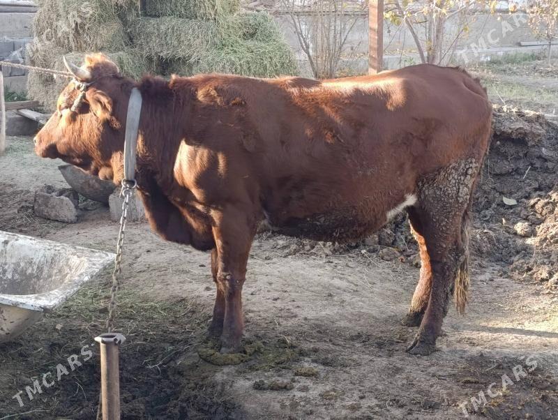 sygyr - Багир - img 2