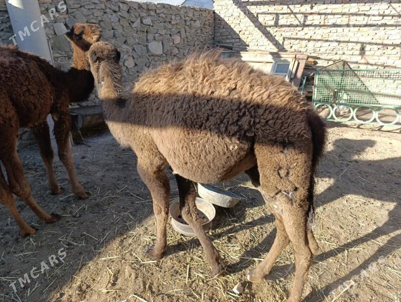 torym - Берекет - img 3