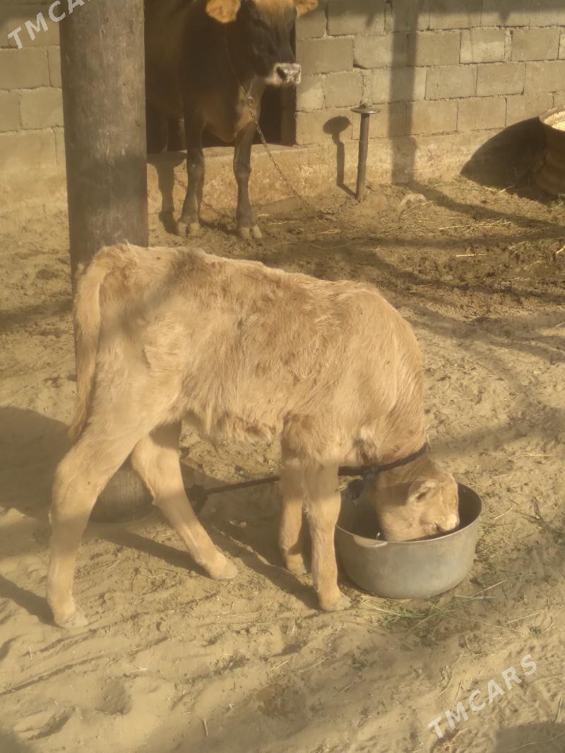 Sygyr Göleli - Gökdepe - img 3