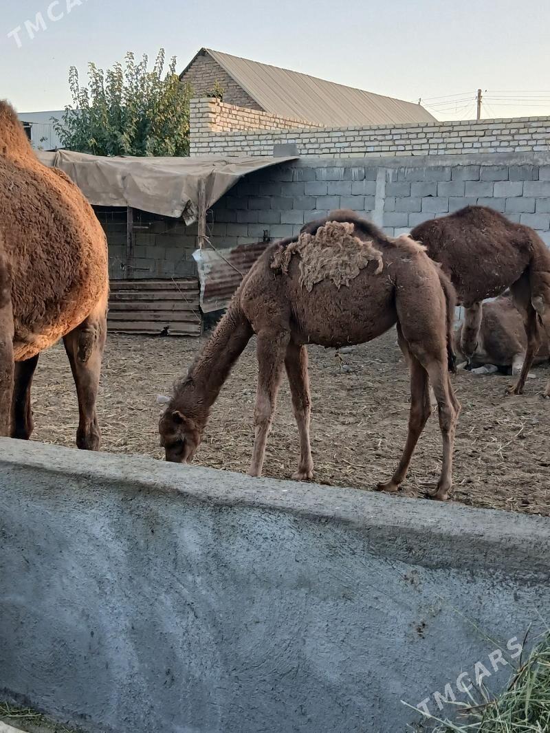 torymyl.duÿe - Гёкдепе - img 3