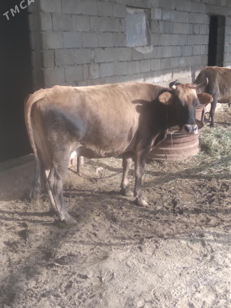 Sygyr Göleli - Gökdepe - img 2