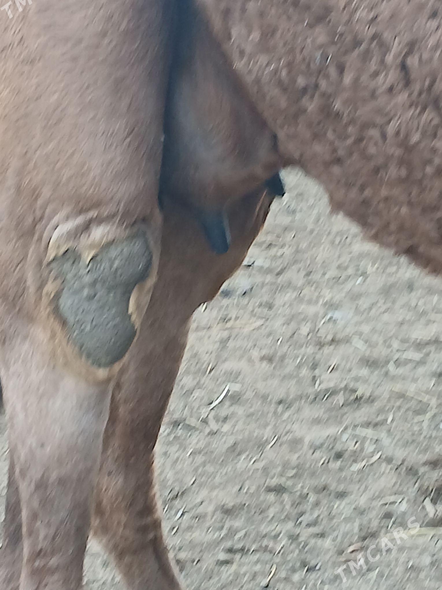 torymyl.duÿe - Гёкдепе - img 2