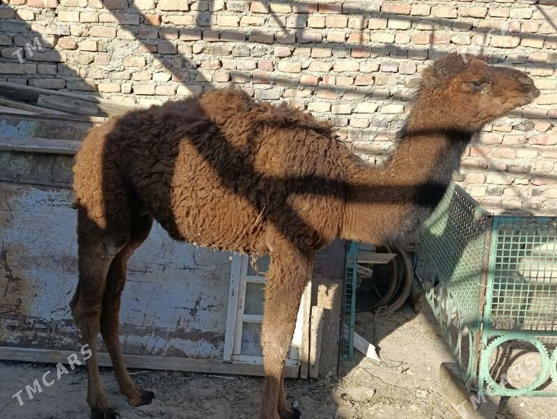 torym - Берекет - img 5