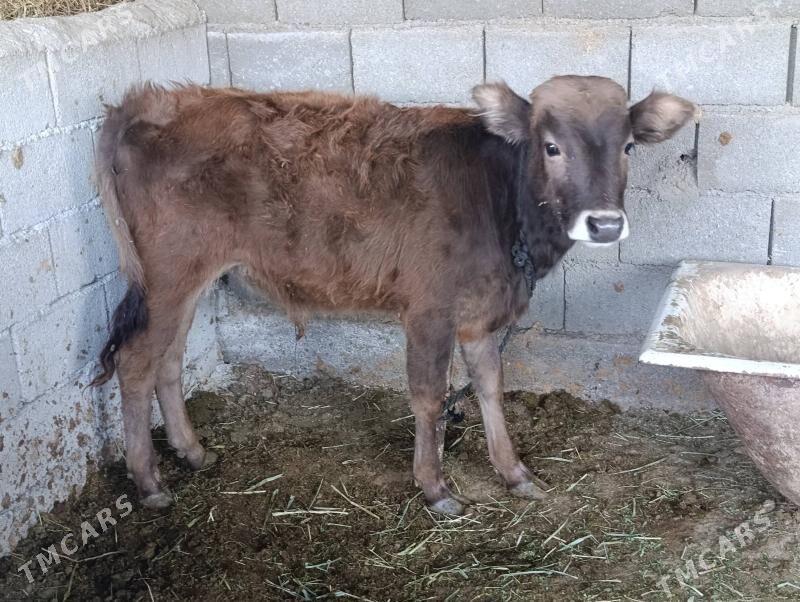 sves okuz - Ашхабад - img 2