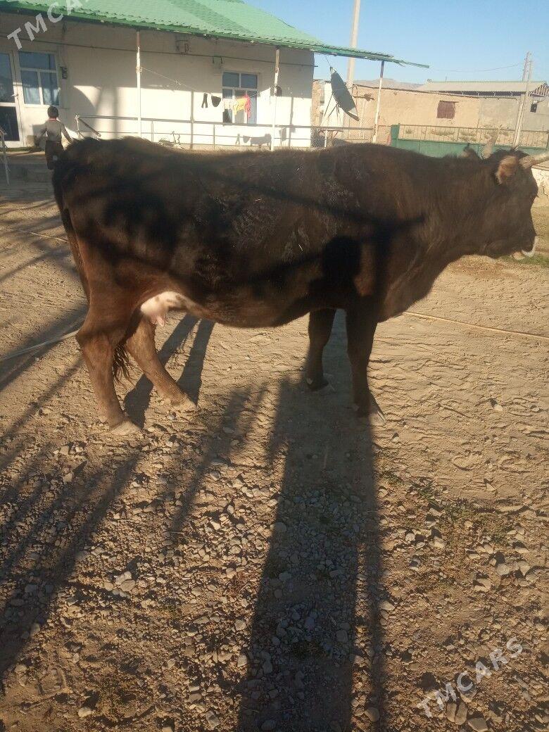 gysyr sygyr - Gyzylarbat - img 3