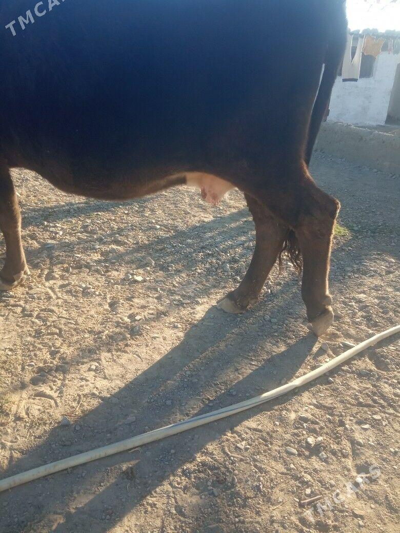 gysyr sygyr - Gyzylarbat - img 4