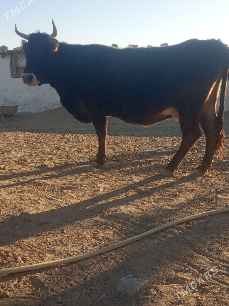 gysyr sygyr - Gyzylarbat - img 2