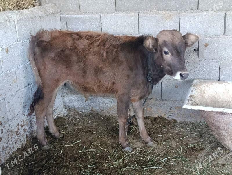 sves okuz - Ашхабад - img 1