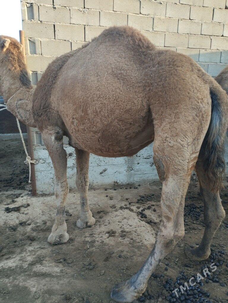 duyeler - Türkmenbaşy - img 2