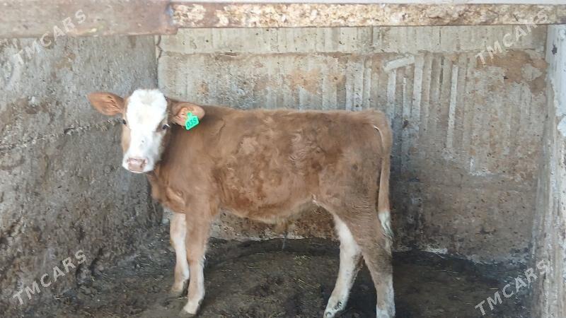 simltan öküz - Büzmeýin - img 1