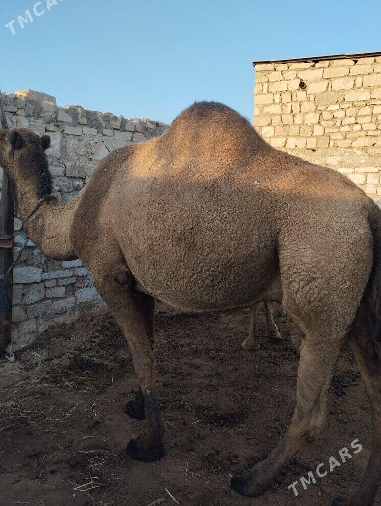 duyeler - Türkmenbaşy - img 4