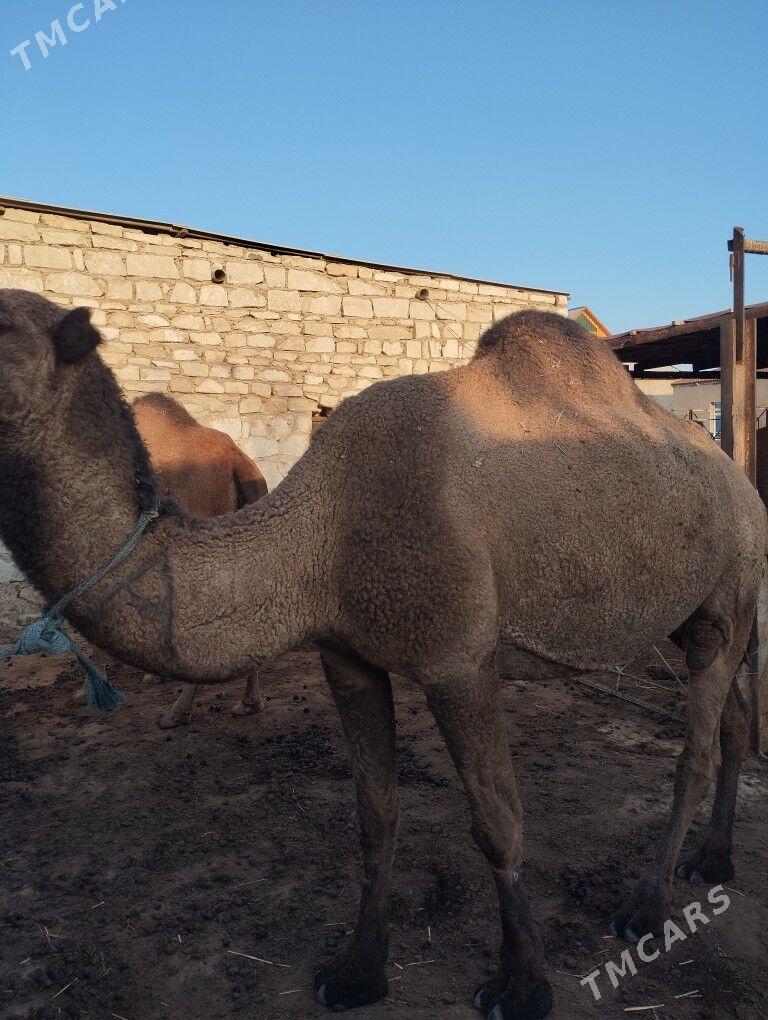 duyeler - Türkmenbaşy - img 3