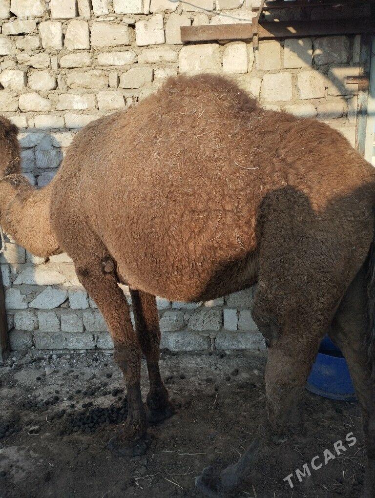 duyeler - Türkmenbaşy - img 6