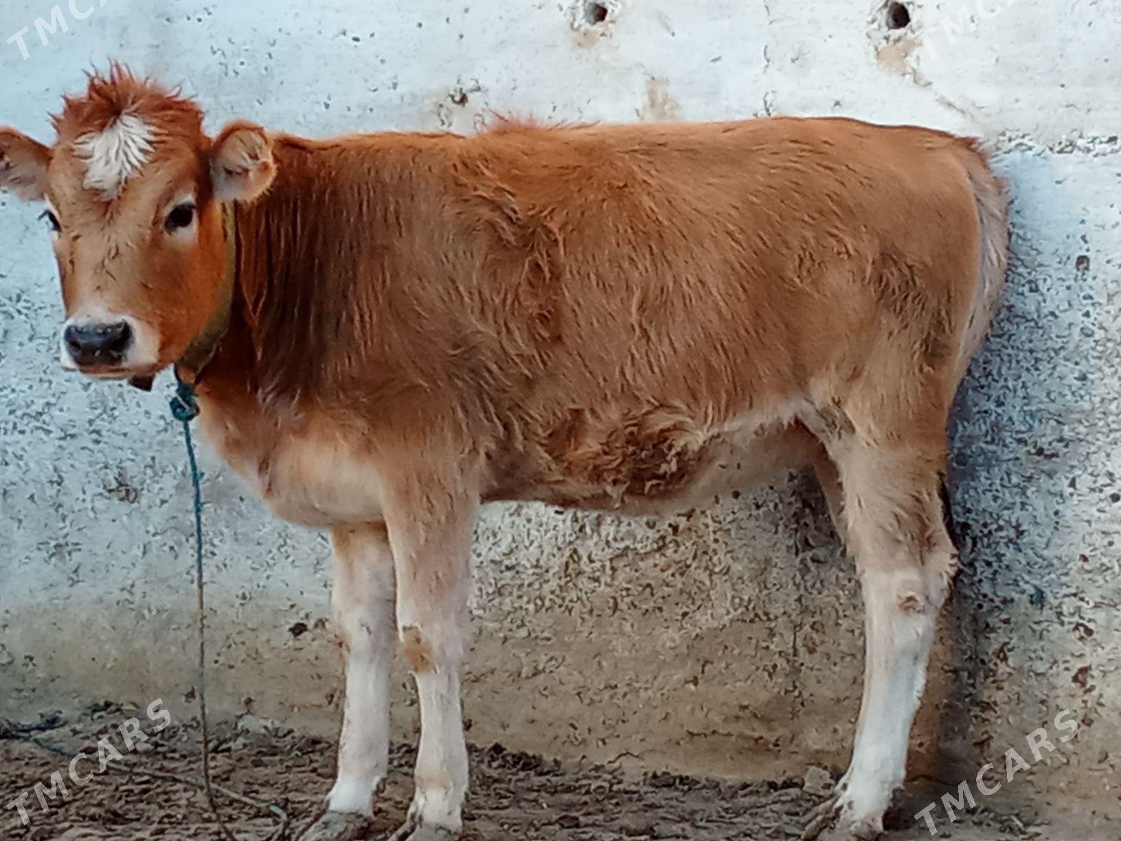 öküz we tüwe - Гызыларбат - img 2