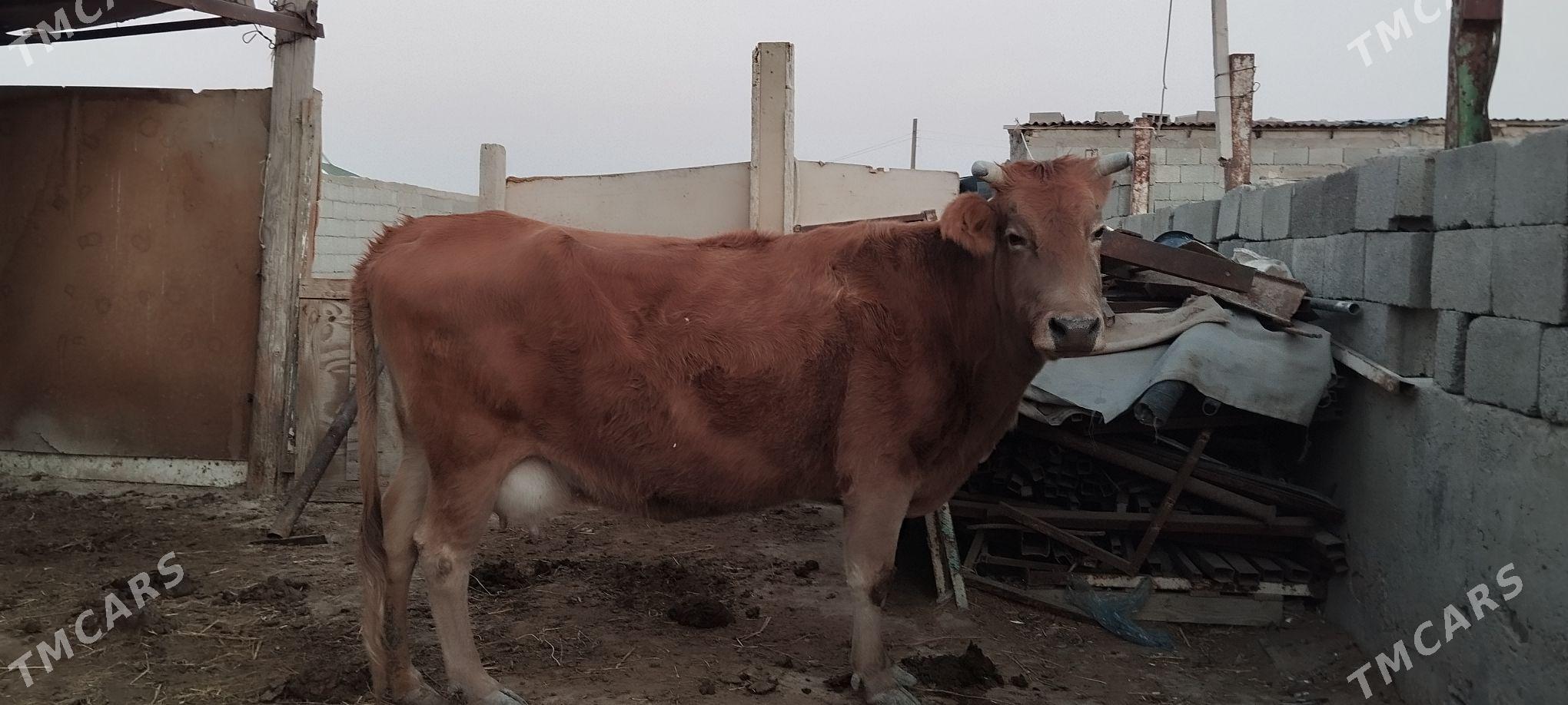 Sagym sygyr - Gyzylarbat - img 1