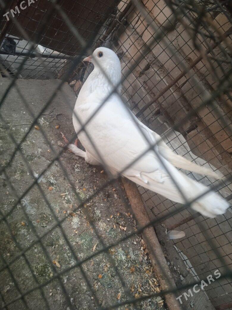 kepder - Türkmenabat - img 1