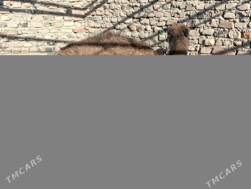 torym - Берекет - img 1